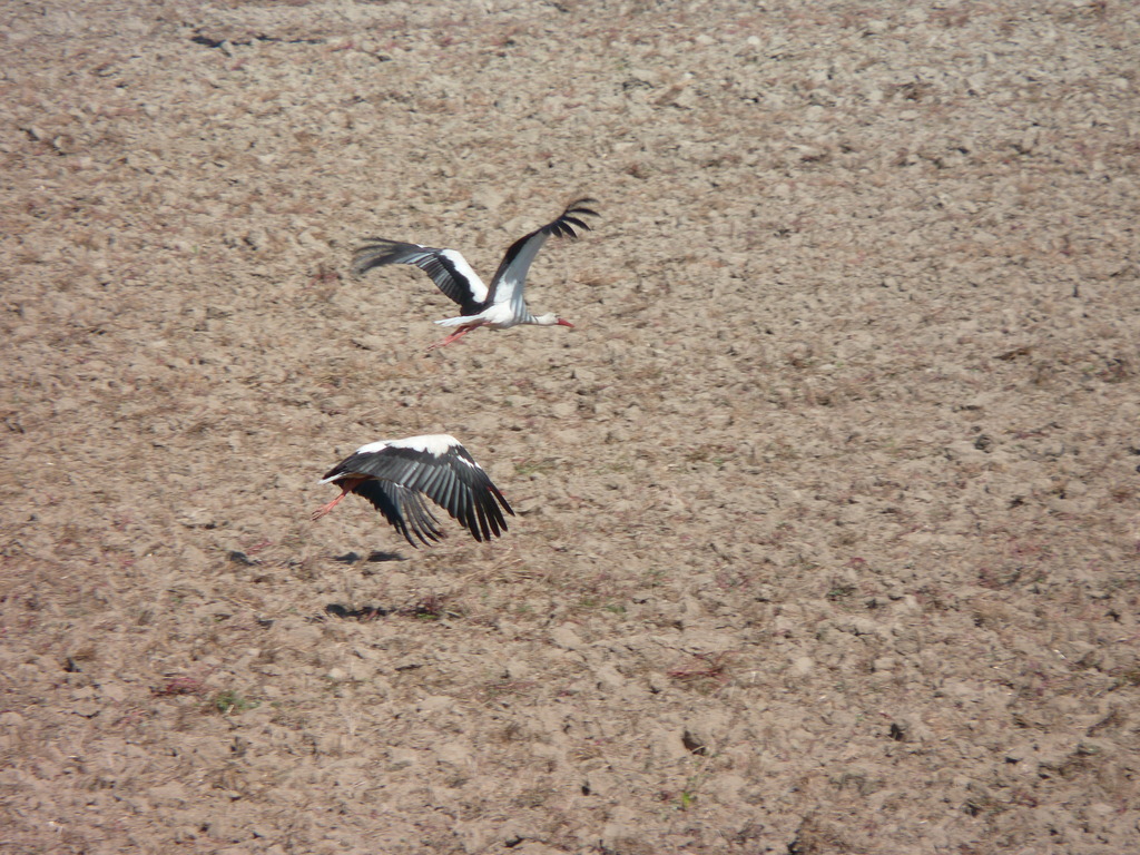 No s'ha trobat l'arxiu
